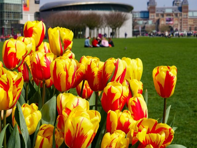 Amsterdam Tulip Festival 2019 and More!